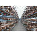 Agricultural Blackout Single span Mushroom Greenhouse